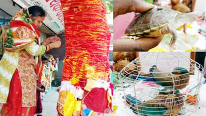 neelkanth bird turtle shami tree and pan particular importance on vijayadasami