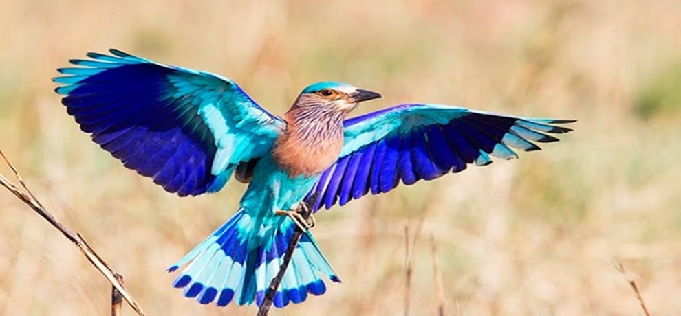neelkanth bird goes missing this Dussehra in india