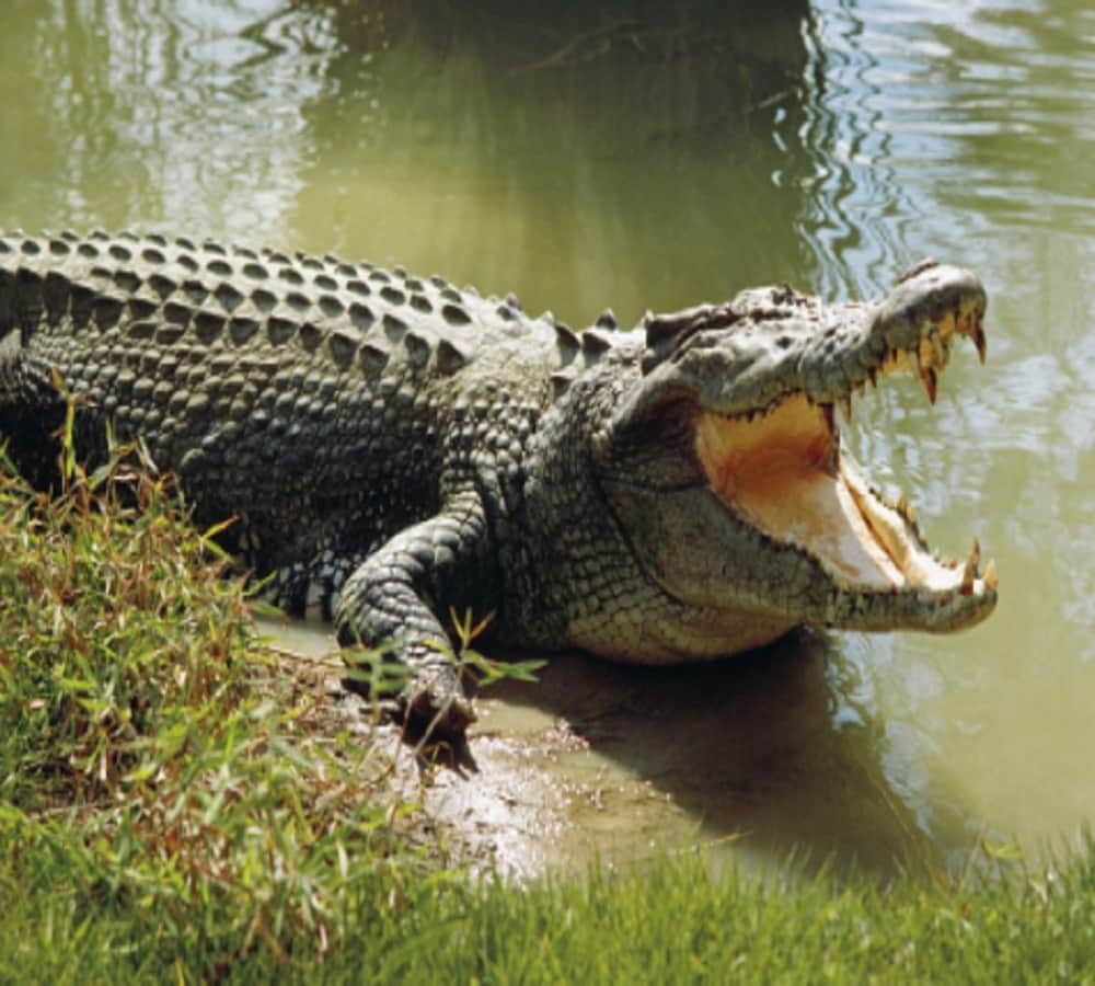 Big crocodile attack on man in sultanpur pond