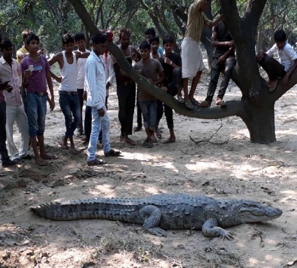 It was shocking to all kasimpur villagers when they saw 10 feet long crocodile in the field 