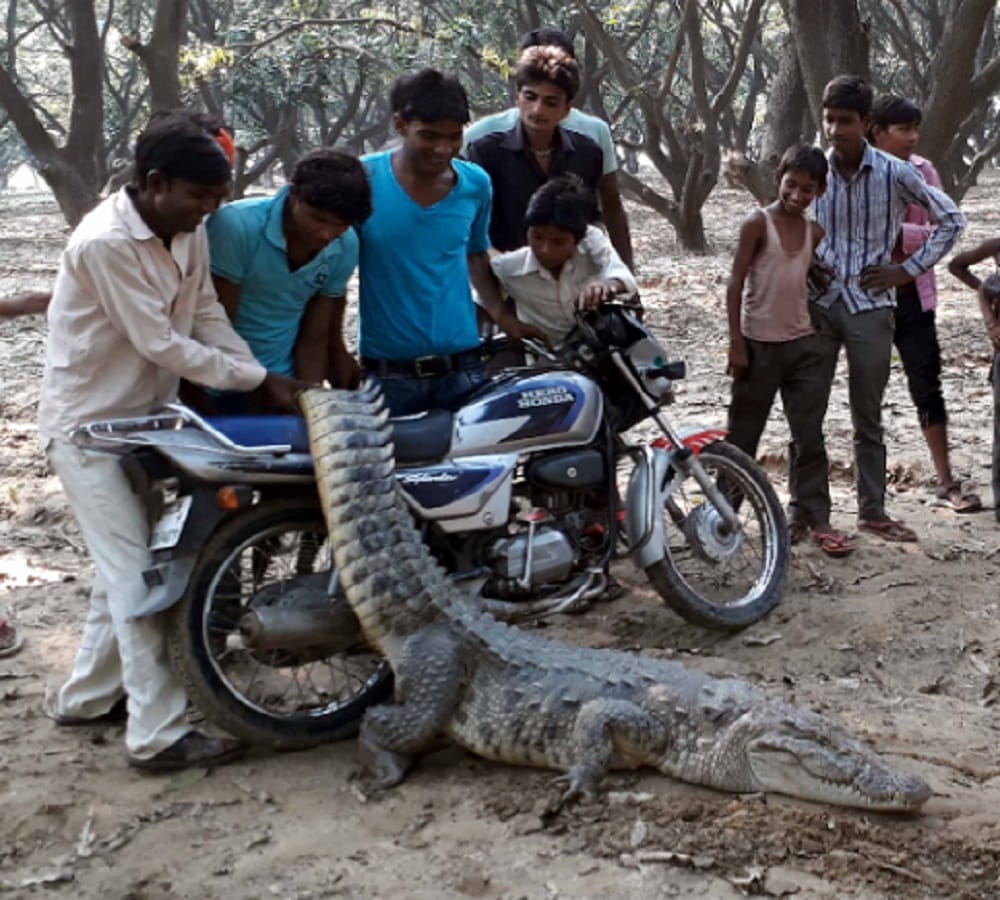 It was shocking to all kasimpur villagers when they saw 10 feet long crocodile in the field 