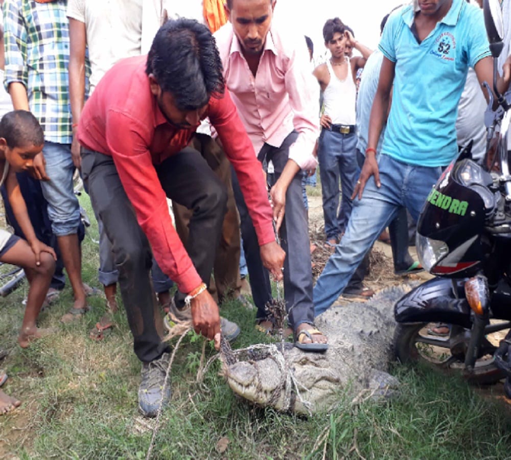 It was shocking to all kasimpur villagers when they saw 10 feet long crocodile in the field 