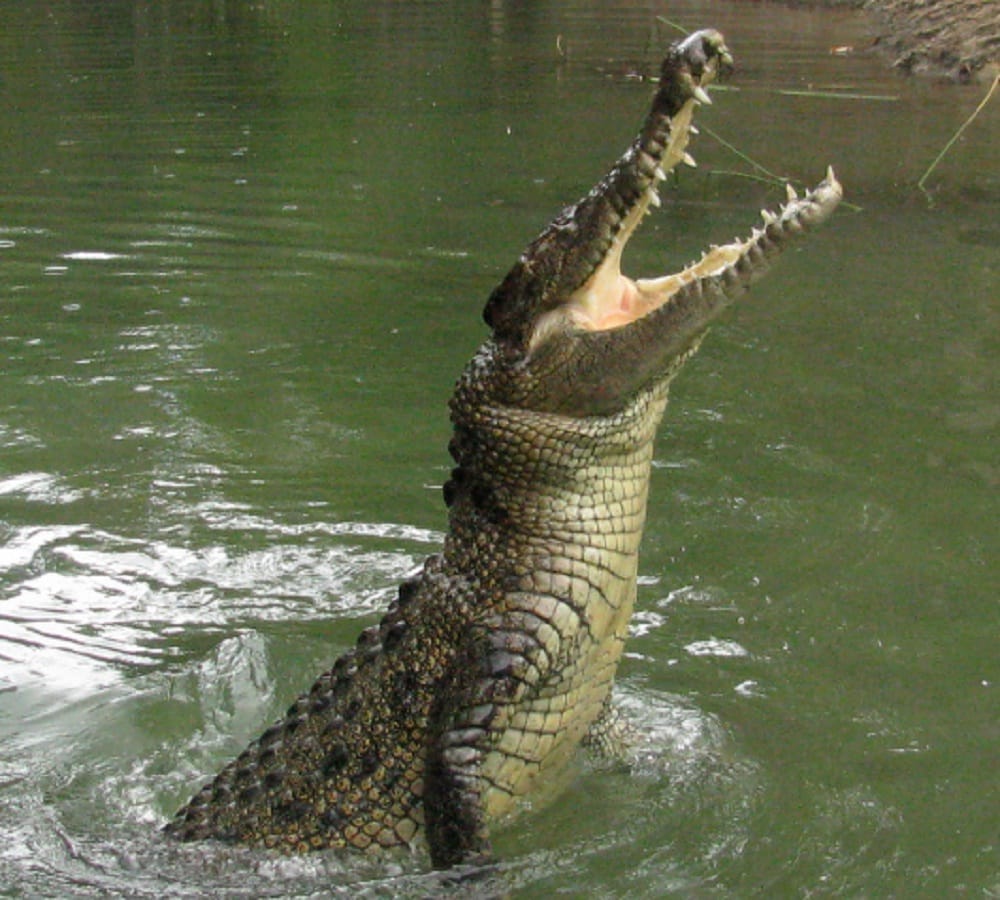 Mukesh died, attack crocodile on the bank of Chambal river