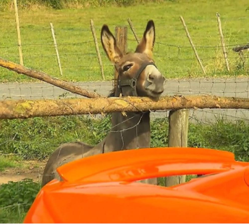 hungry donkey tries to eat carrot coloured mclaren supercar