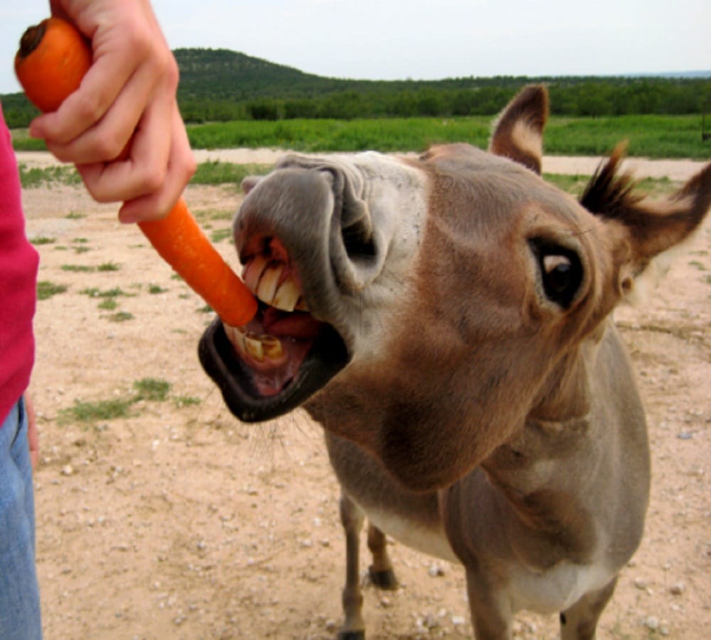 hungry donkey tries to eat carrot coloured mclaren supercar
