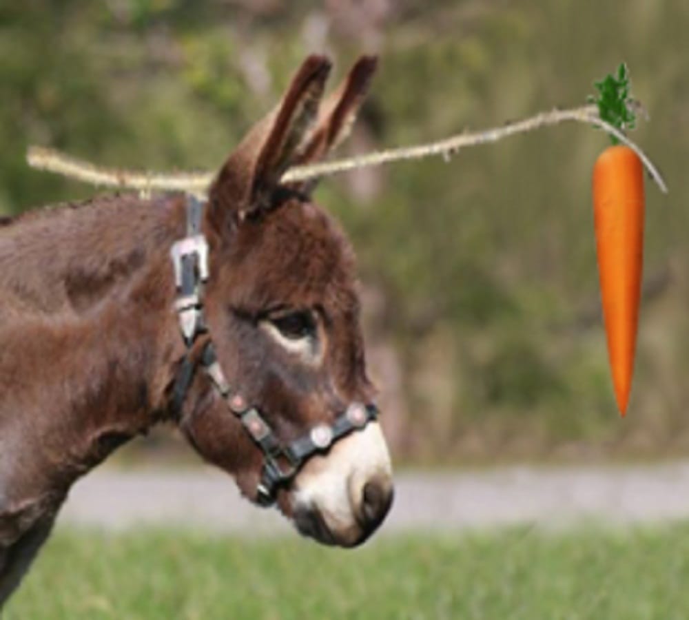 hungry donkey tries to eat carrot coloured mclaren supercar