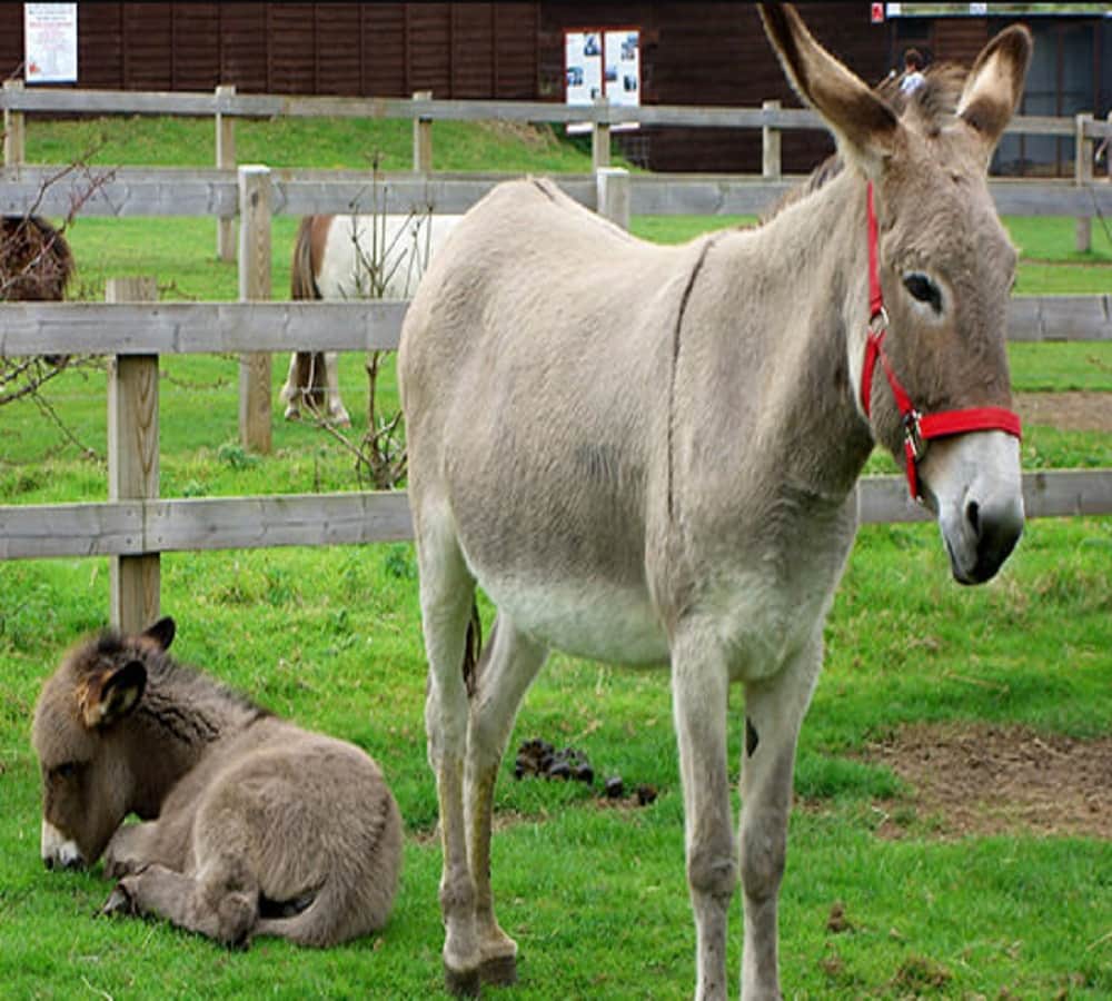 Number of donkeys decreased in many states of India