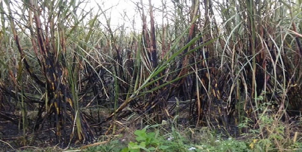 Farmers anger over the harvesting of crops, young man was beaten to killed