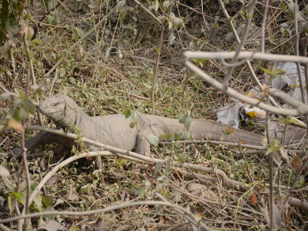 Shocking pictures of Big bengal lizard
