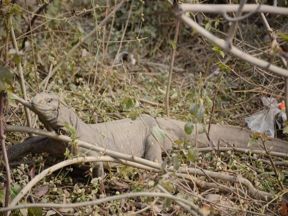 Shocking pictures of Big bengal lizard