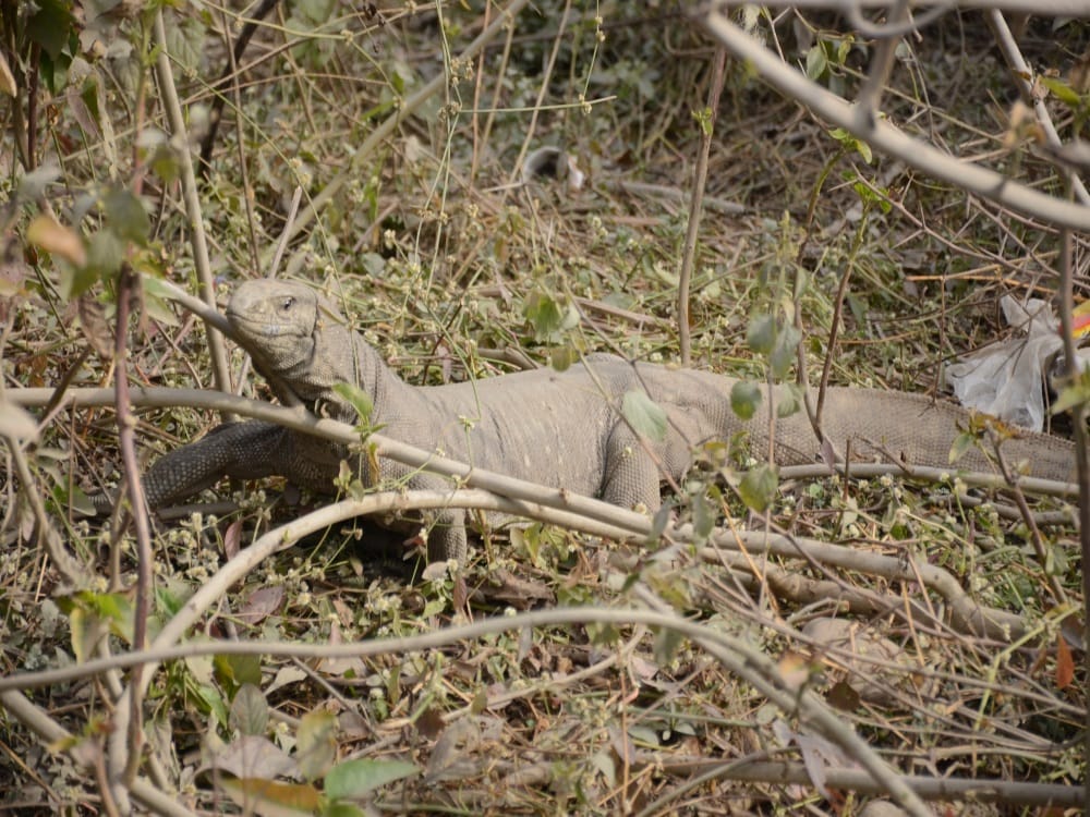 Shocking pictures of Big bengal lizard