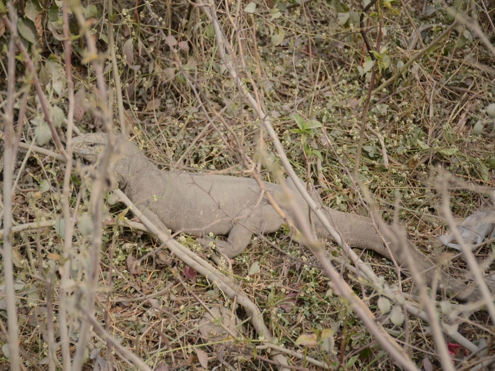 Shocking pictures of Big bengal lizard