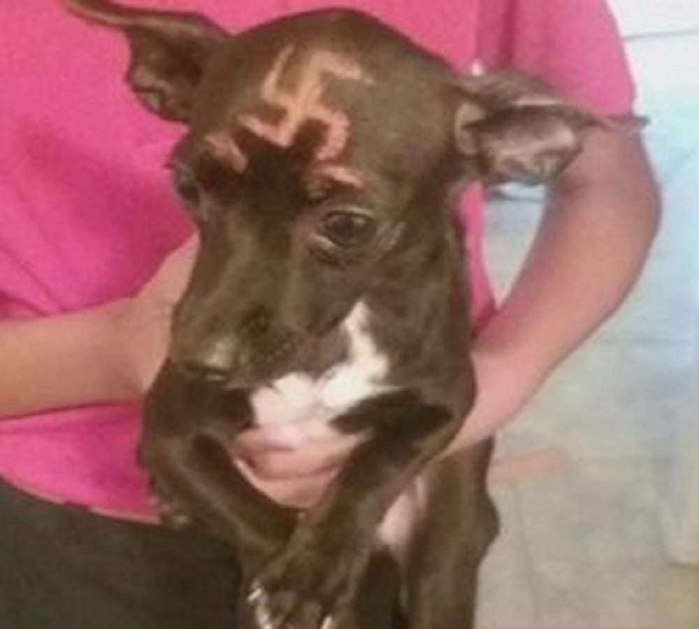 boy put Swastika symbol on dog head as part of cruel prank
