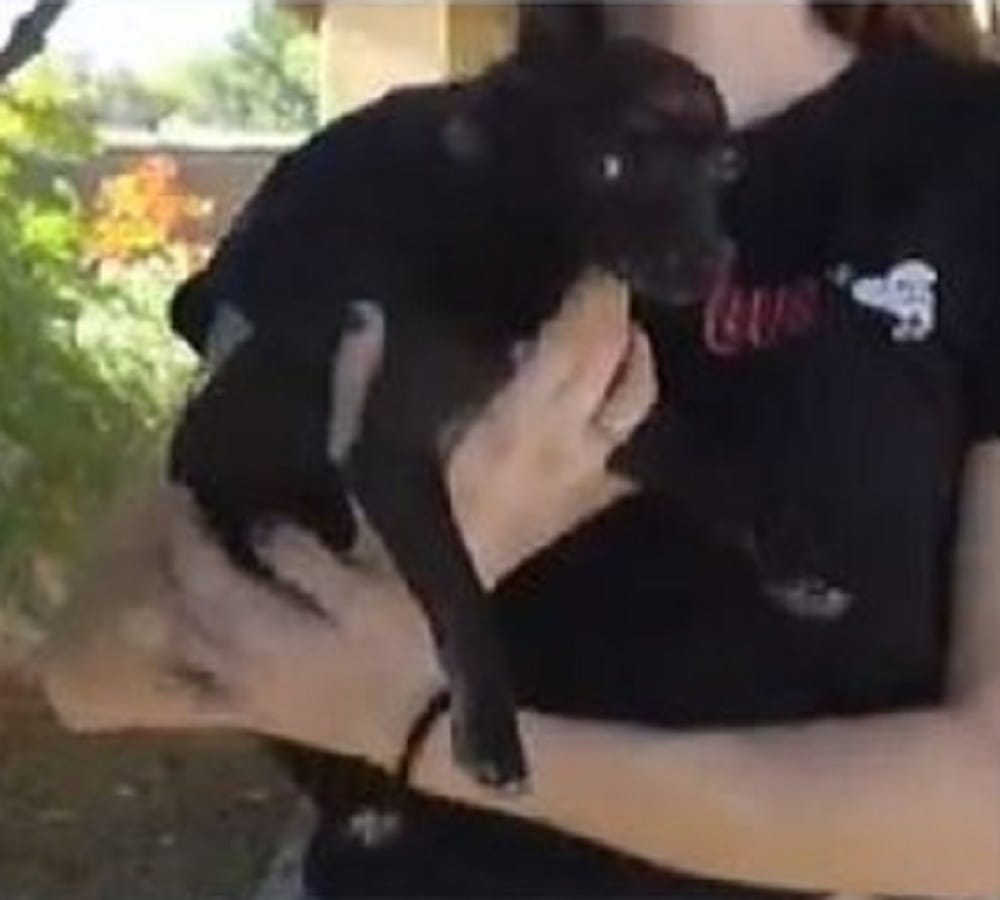 boy put Swastika symbol on dog head as part of cruel prank
