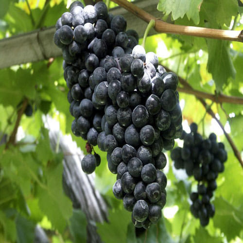 know means of your dream, when you saw eating grapes