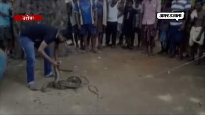 A 16 feet python captured by localide in mayurbhanj of odissa