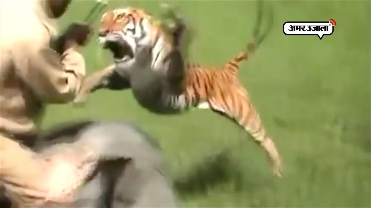 बाघ