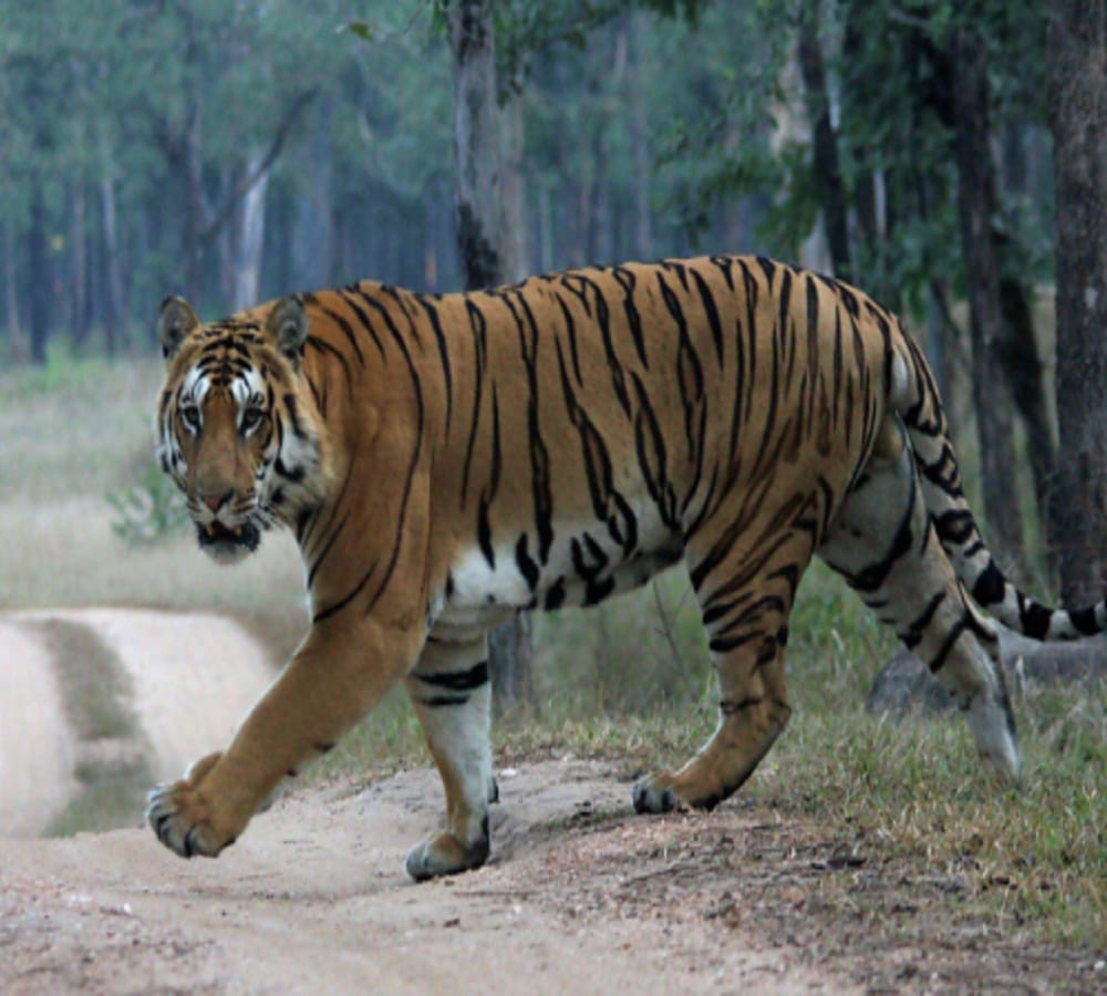 अप्सरा नदी और पैरी फार्म के निकट बाघ के पदचिन्ह