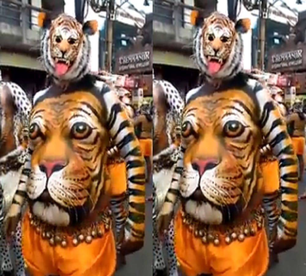 after watching this amazing tiger dance you can not control emotions 