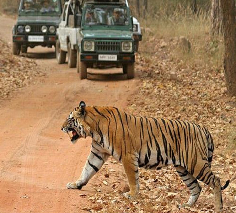 after watching this amazing tiger dance you can not control emotions 