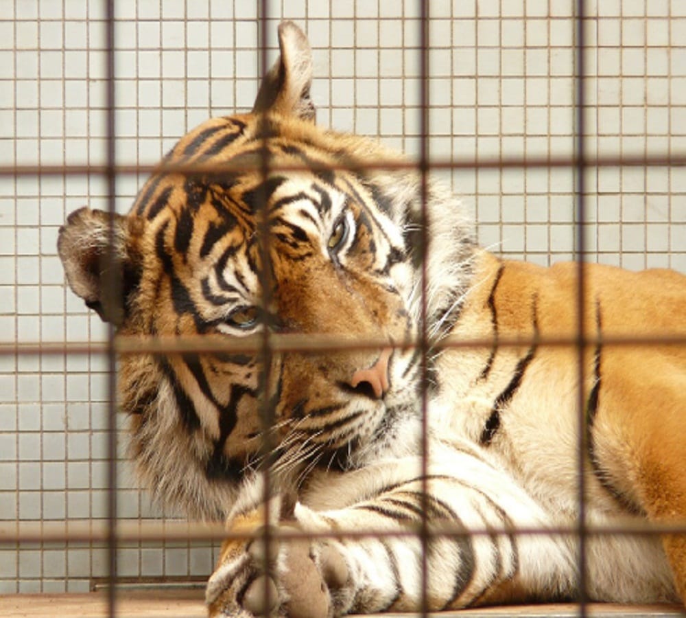 after watching this amazing tiger dance you can not control emotions 