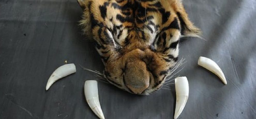 madhya pradesh Forest officer caught tiger poachers selling parts for tantric purposes