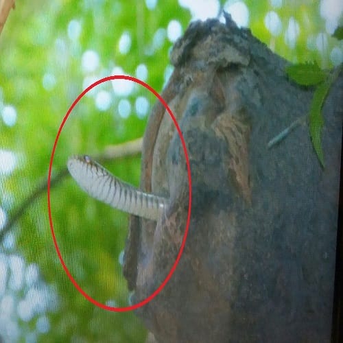 A Danger of Snake in the DM Office... people trembling at this sight