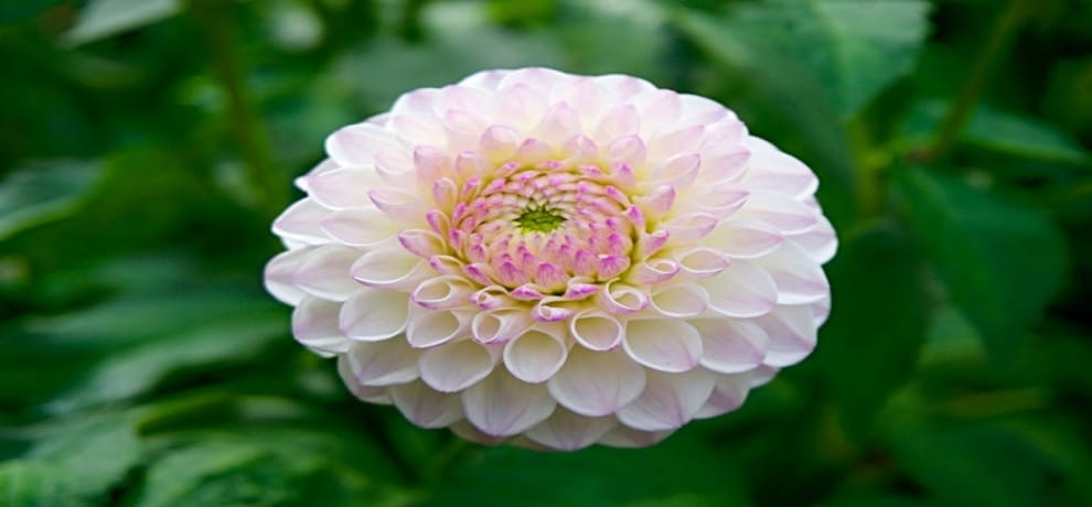 dream of death meaning
