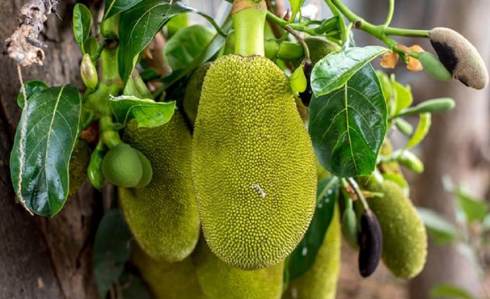 Know how Jack fruit can make your bones strong by leaving glowing effect on your skin 