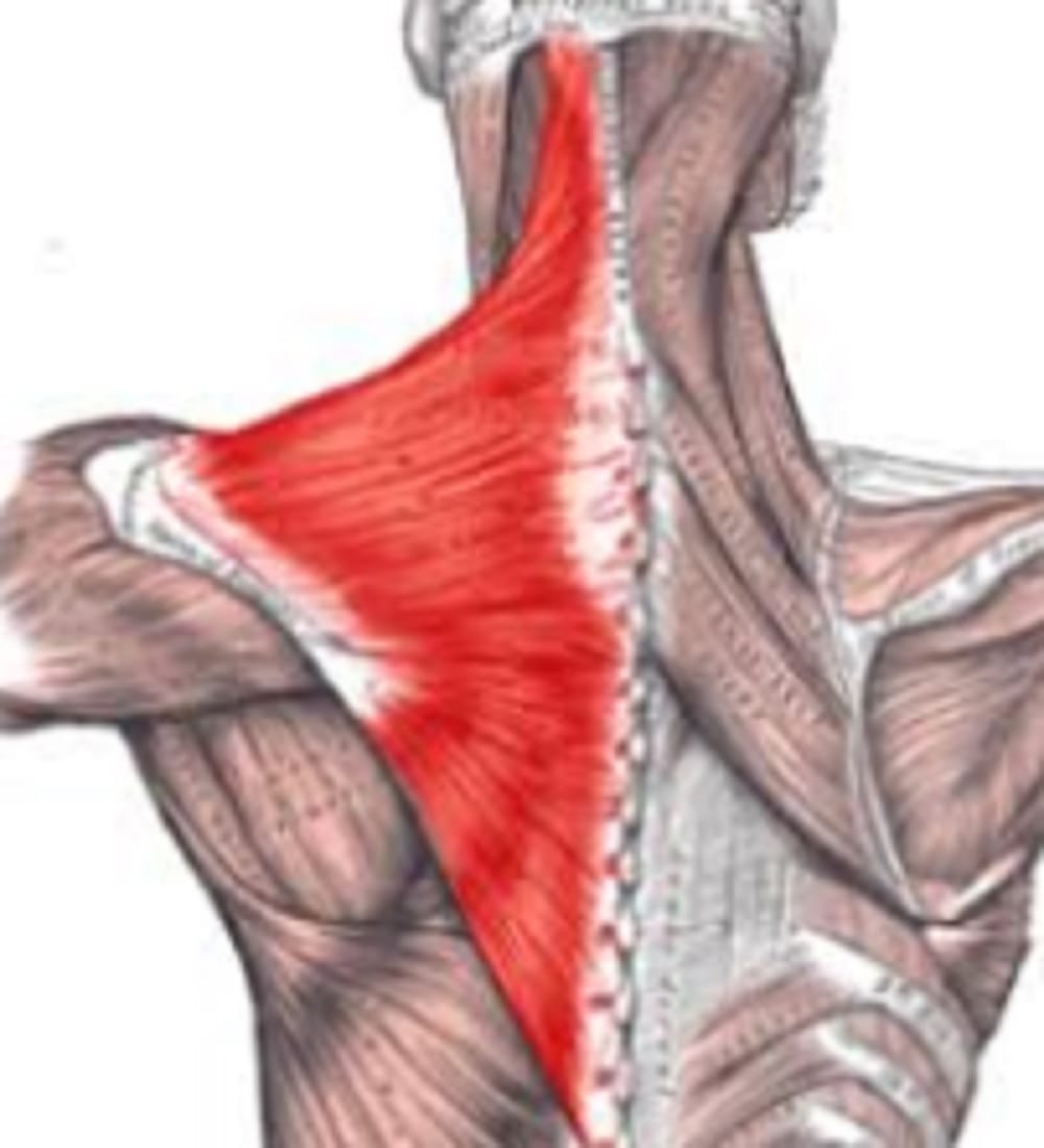 neck pain turns into serious illness, causes and prevention
