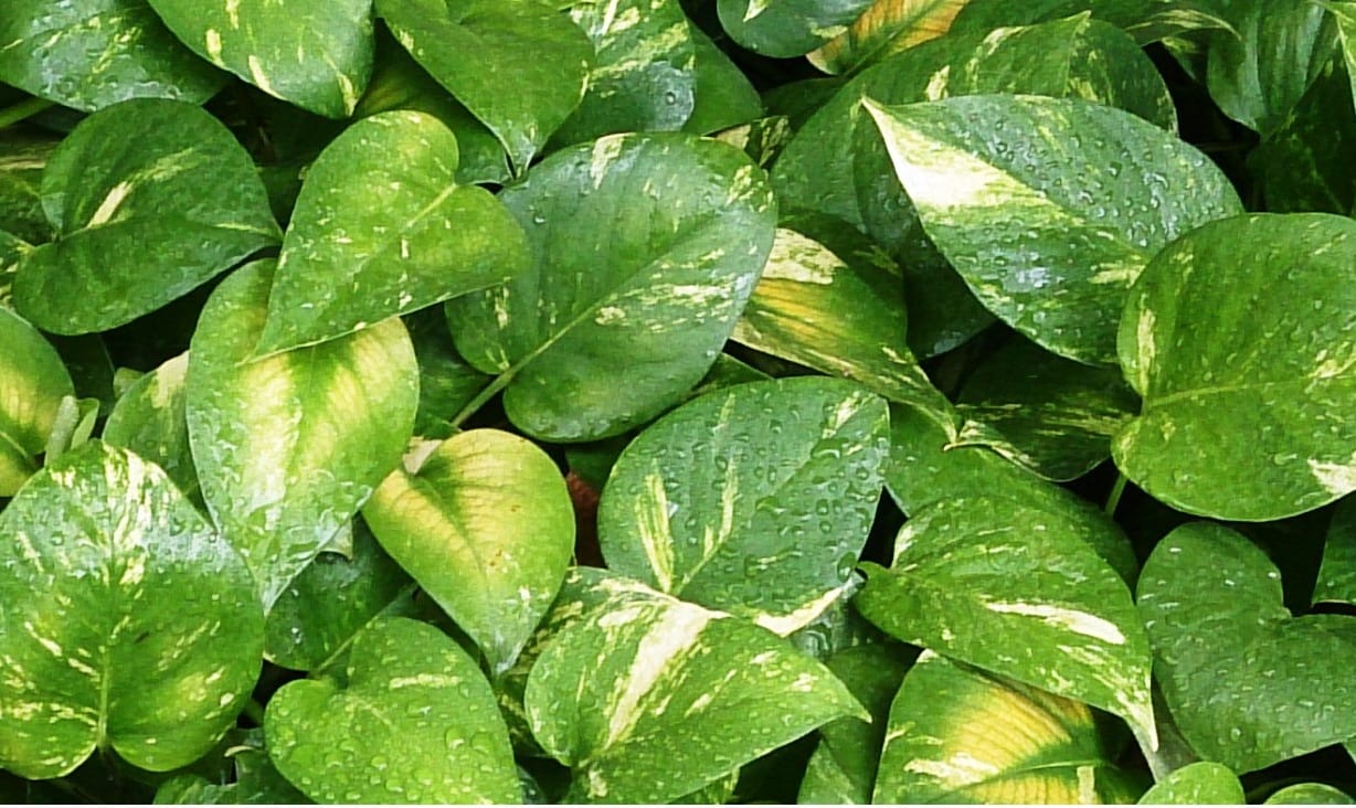  according to vastu do not keep money plant these places