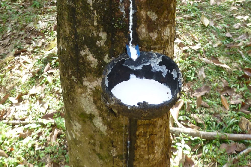 simple use of banyan milk can make your love life more romantic