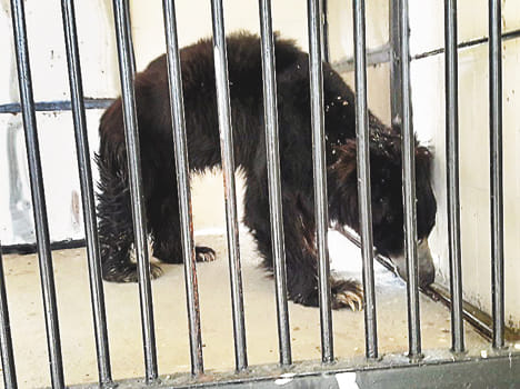 Safari's bear Bhola and Shankar suffer from TB in Etawah