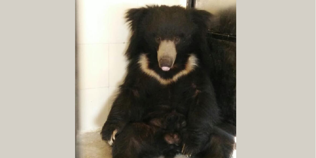 Safari's bear Bhola and Shankar suffer from TB