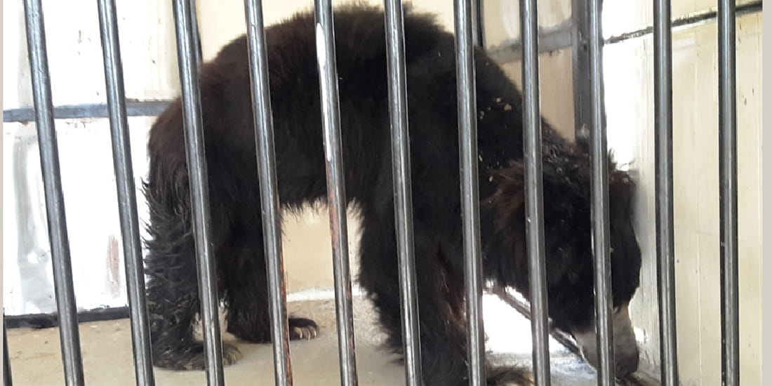Safari's bear Bhola and Shankar suffer from TB
