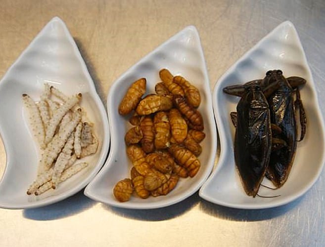 Insects and bugs in the food is by design at Bangkok restaurant