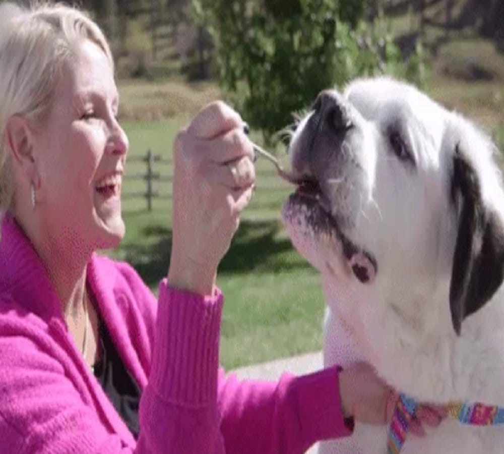 Mochi dog breaks the world record for longest dog tongue