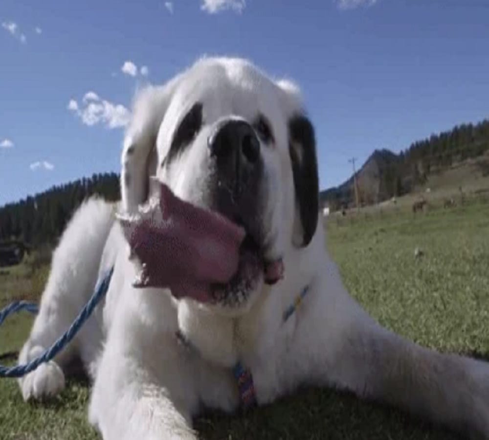 Mochi dog breaks the world record for longest dog tongue