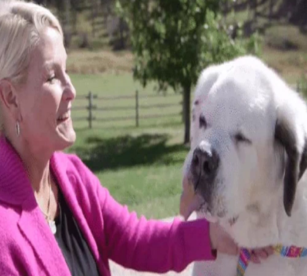 Mochi dog breaks the world record for longest dog tongue