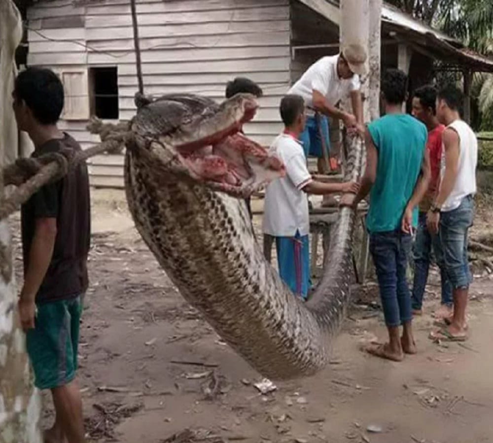 security guard fight with python makes everyone surprise in Indonesia 