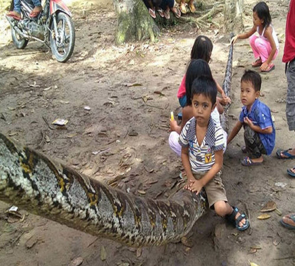 security guard fight with python makes everyone surprise in Indonesia 