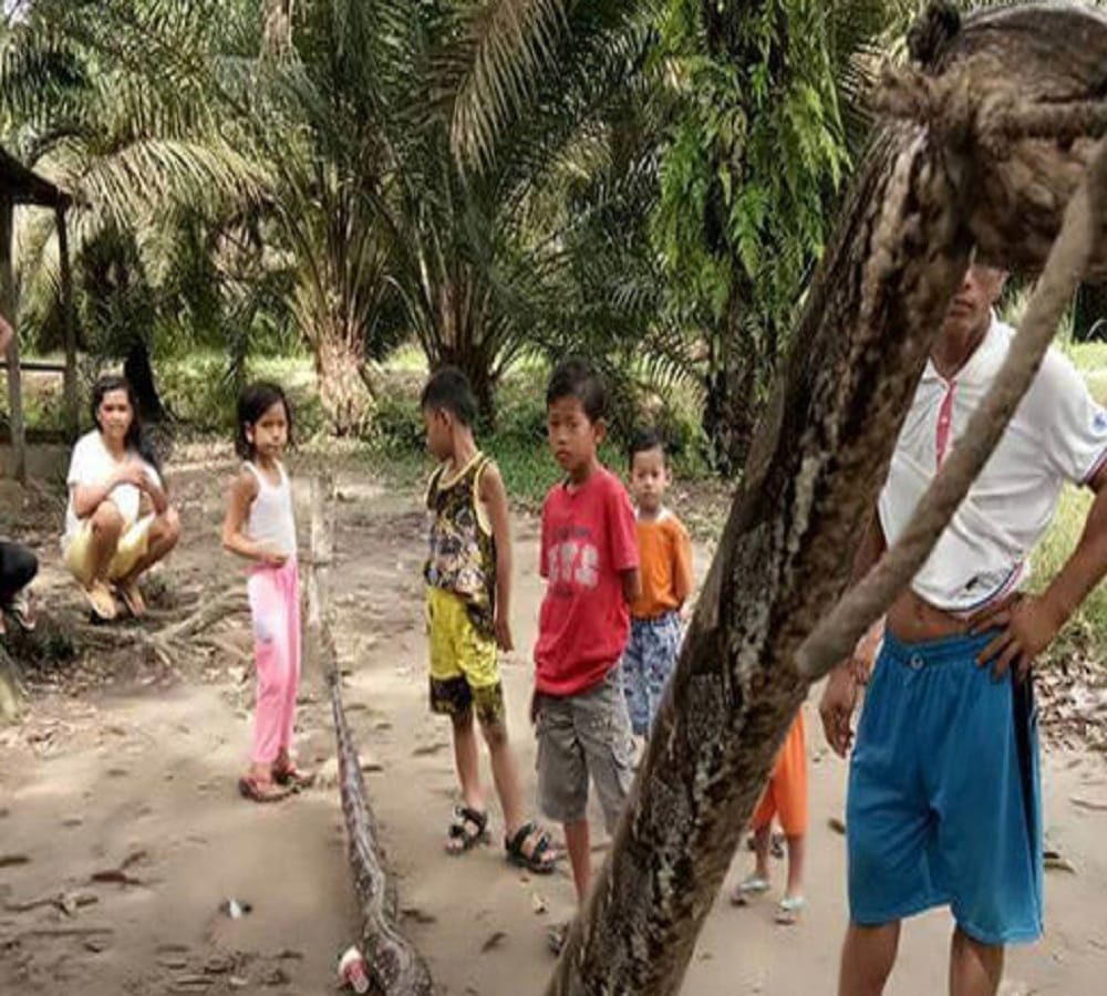 security guard fight with python makes everyone surprise in Indonesia 