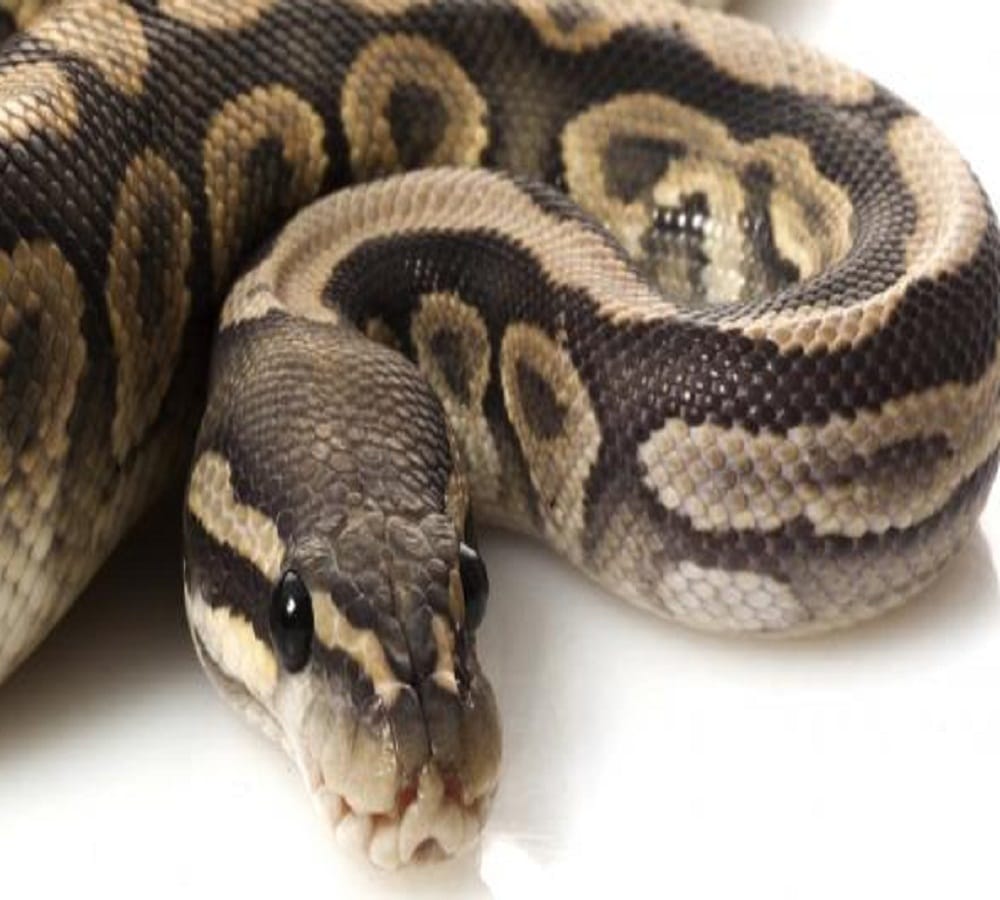 Eight feet long python entered a village in Jharkhand, swallows goat and chickens