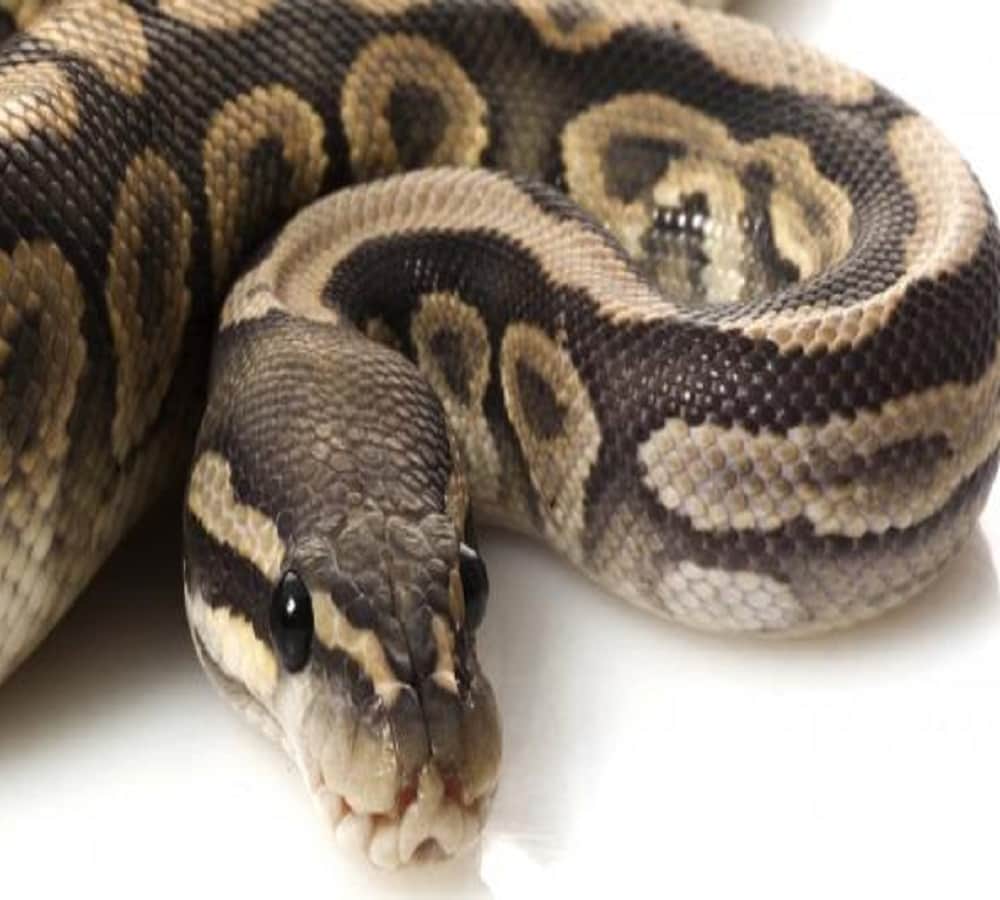 Giant Python found in colony garbage 