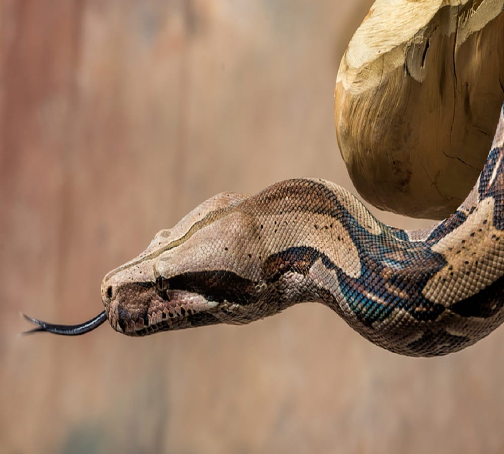 some interesting facts about snakes