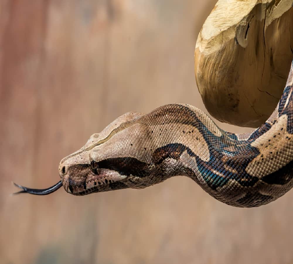 Giant Python found in colony garbage 