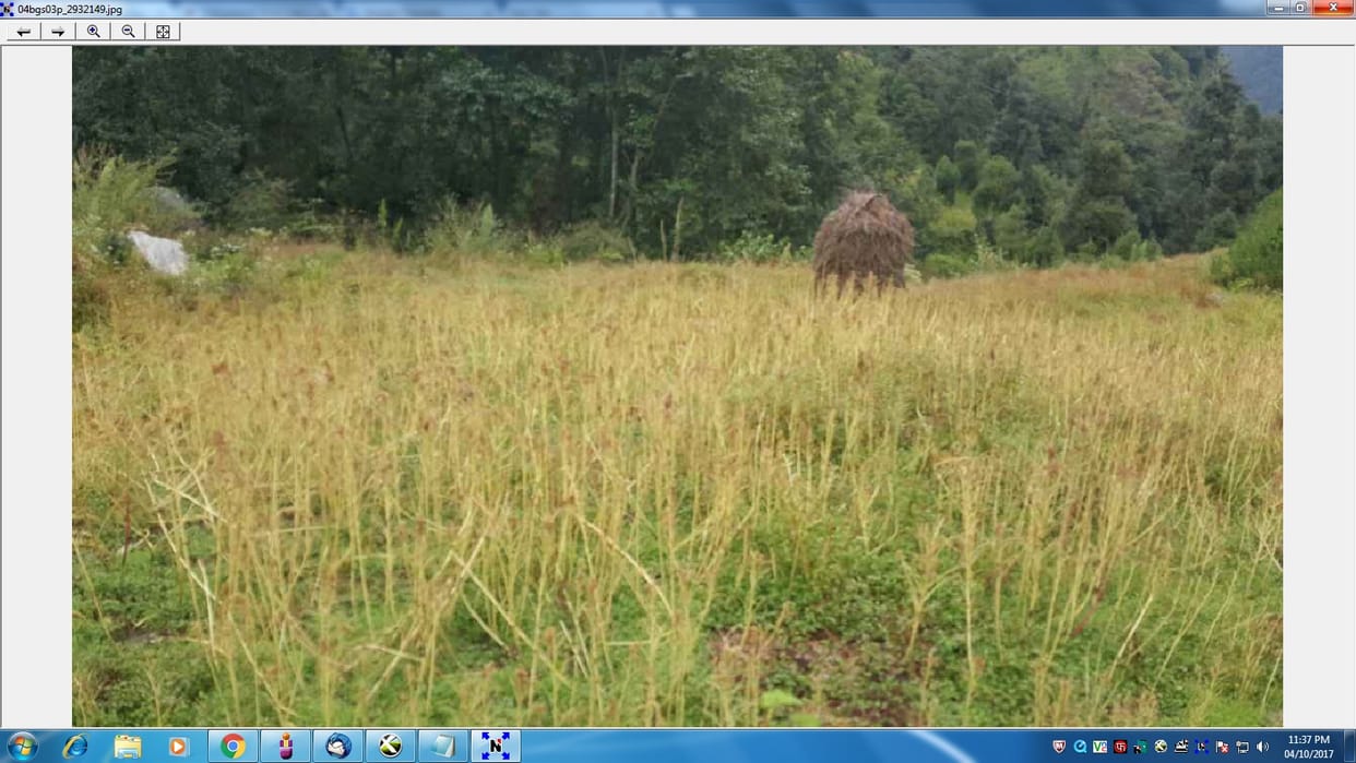ramdana crop devastated by insects
