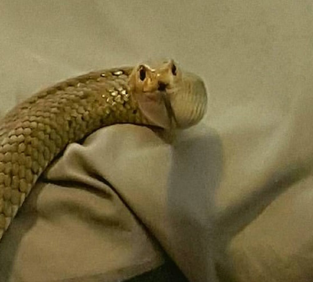 three feet long snake in electricity nigam office in rohtak