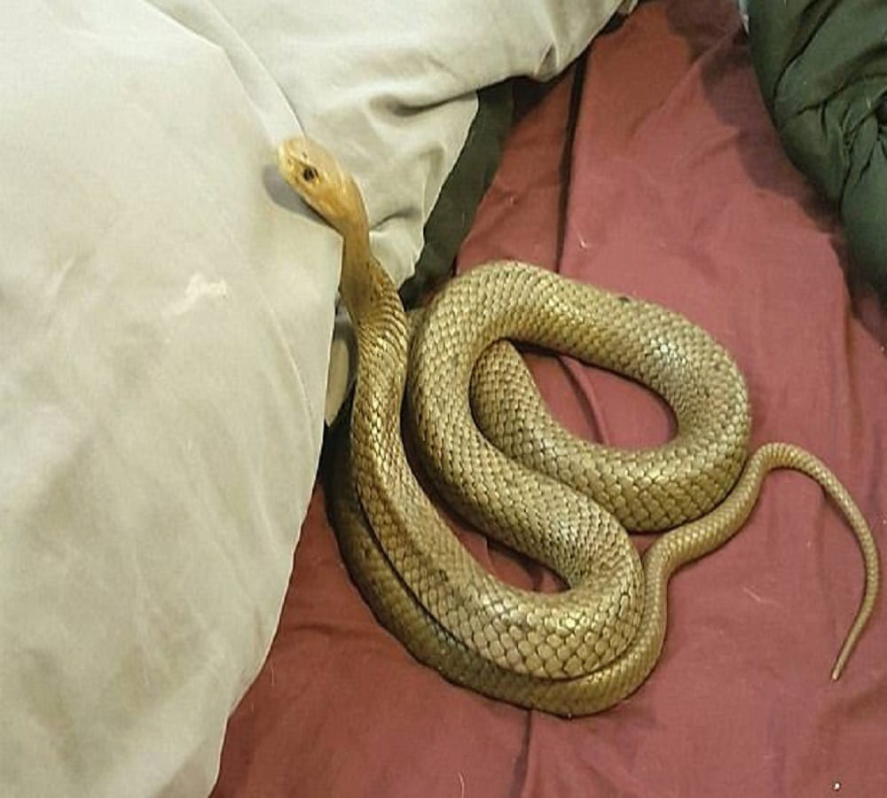 Couple got feared after watching dangerous snake in their hotel room