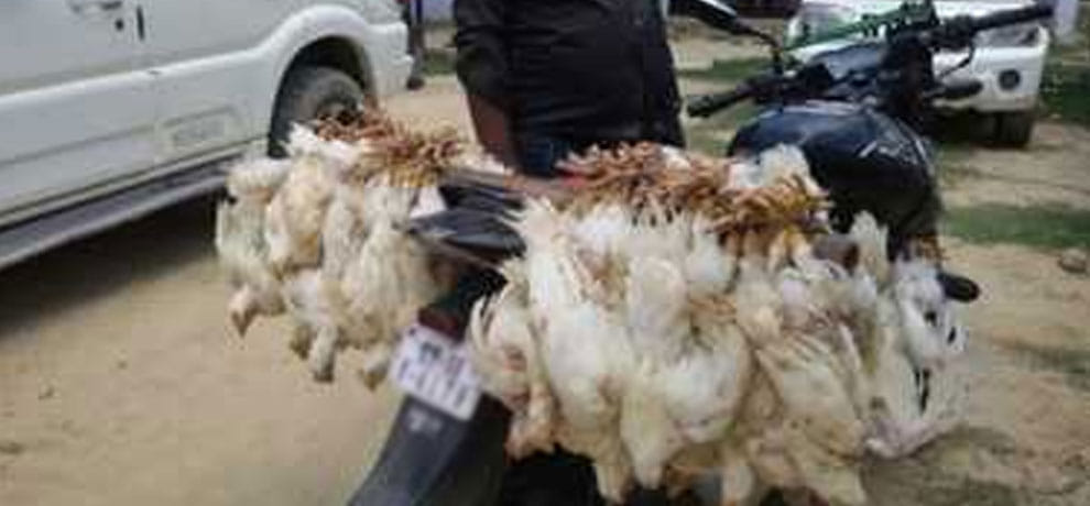two men arrested for hanging chickens upside down
